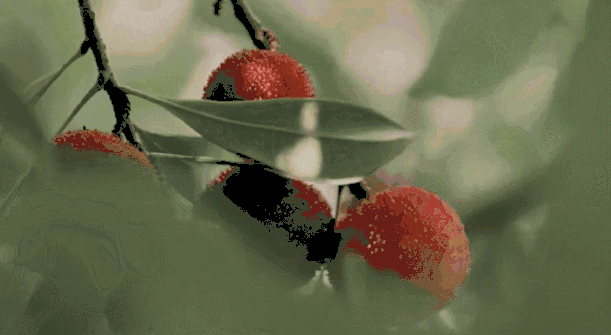 楊梅還能這麼吃 擔心有蟲怎麼洗 哪些吃貨要 限量 了解這幾點 一起放心養生吃楊梅 天天看點