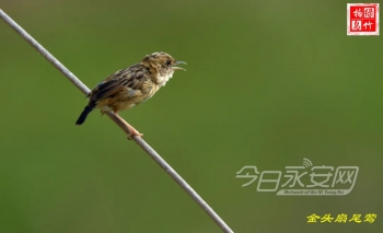 水鹨怎么读（盘点16个呆萌可爱的小家伙）