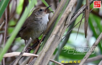 水鹨怎么读（盘点16个呆萌可爱的小家伙）