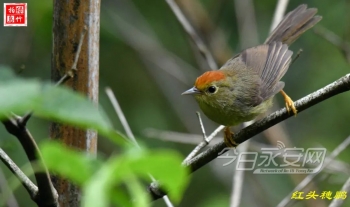 水鹨怎么读（盘点16个呆萌可爱的小家伙）