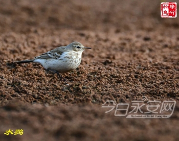 水鹨怎么读（盘点16个呆萌可爱的小家伙）