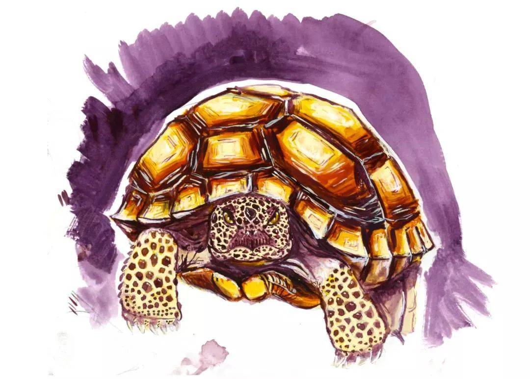 美国顶尖艺术殿堂，马里兰艺术学院毕业展（插画类）