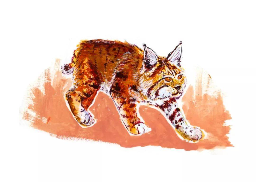 美国顶尖艺术殿堂，马里兰艺术学院毕业展（插画类）