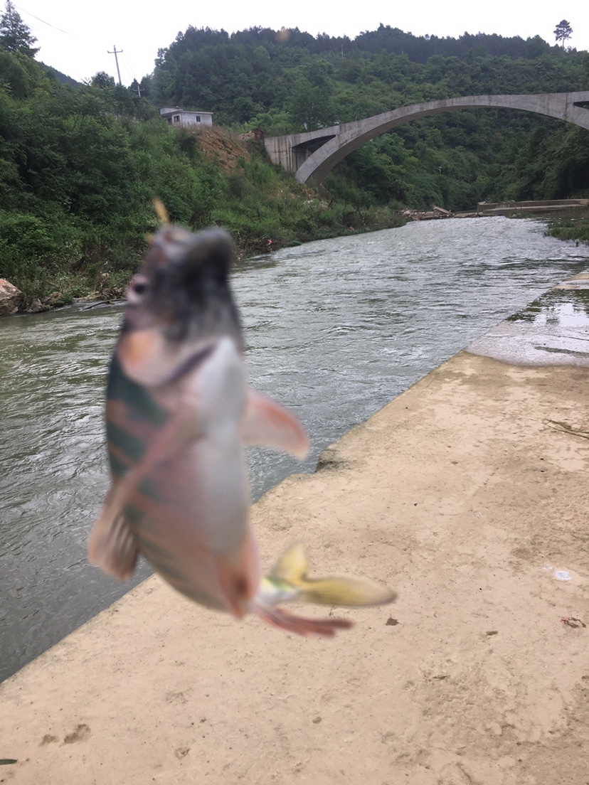 近期命犯桃花，执念难以放下，钓鱼摄影两不误