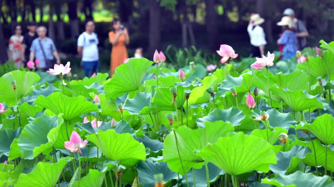 洛阳最新消息汇总！暂停、取消、闭园……