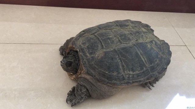 身长半米体重约20斤鳄龟现身街头 民警：攻击性强切勿私养