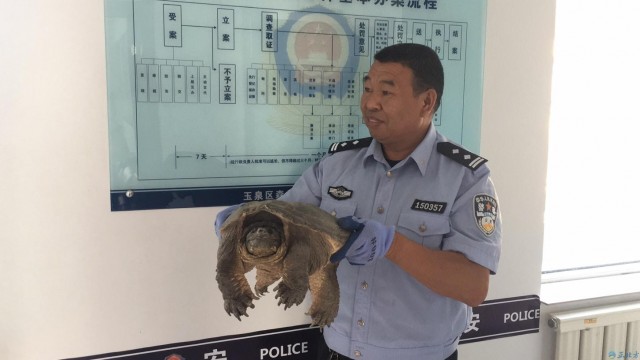 身长半米体重约20斤鳄龟现身街头 民警：攻击性强切勿私养