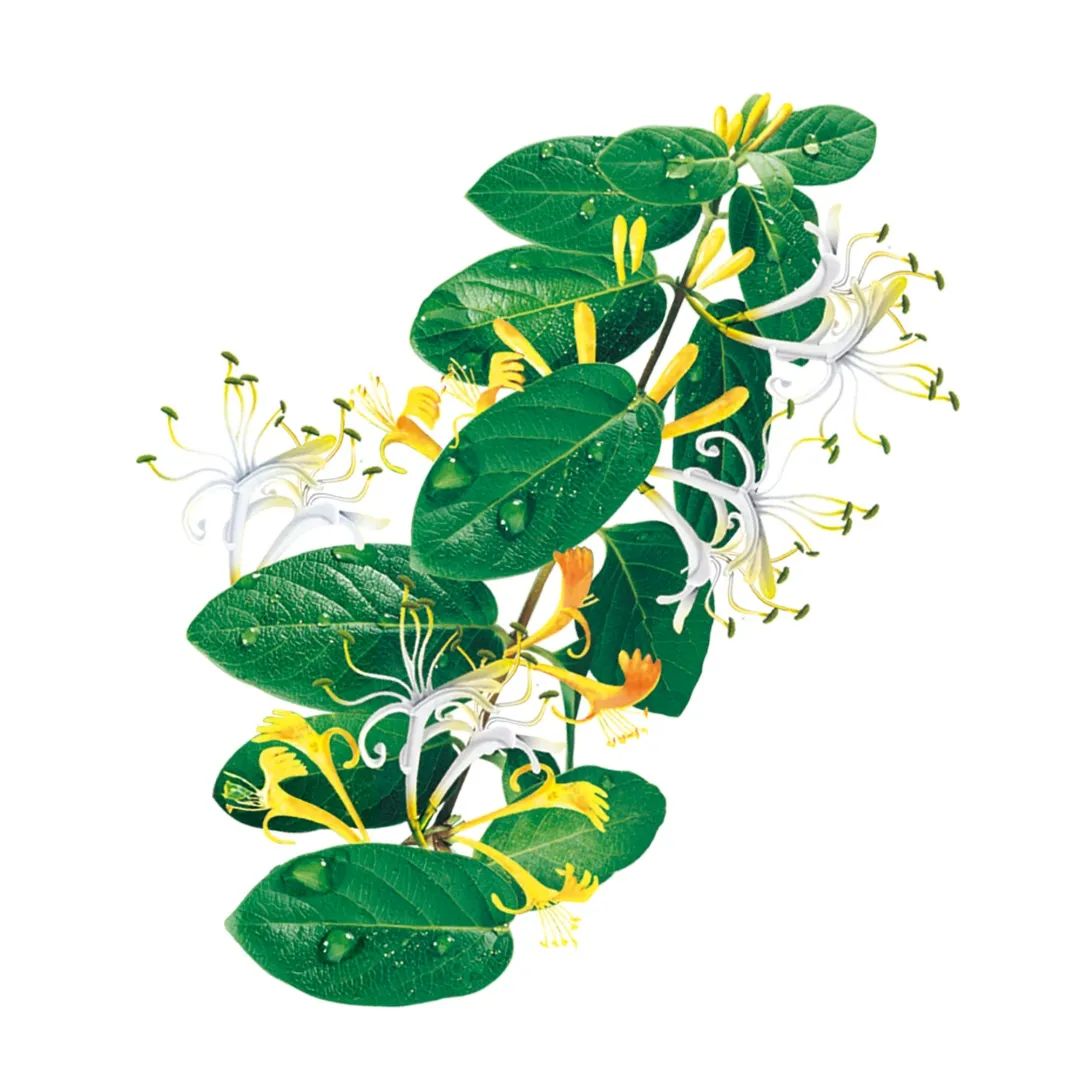 药知道 | 清热解毒,凉血利咽——板蓝根