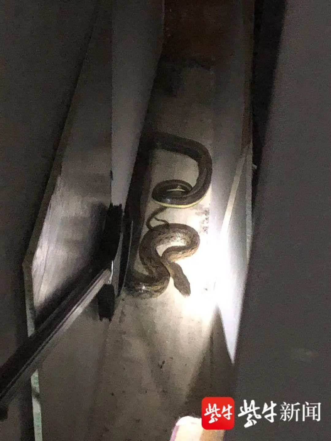 白條錦蛇,