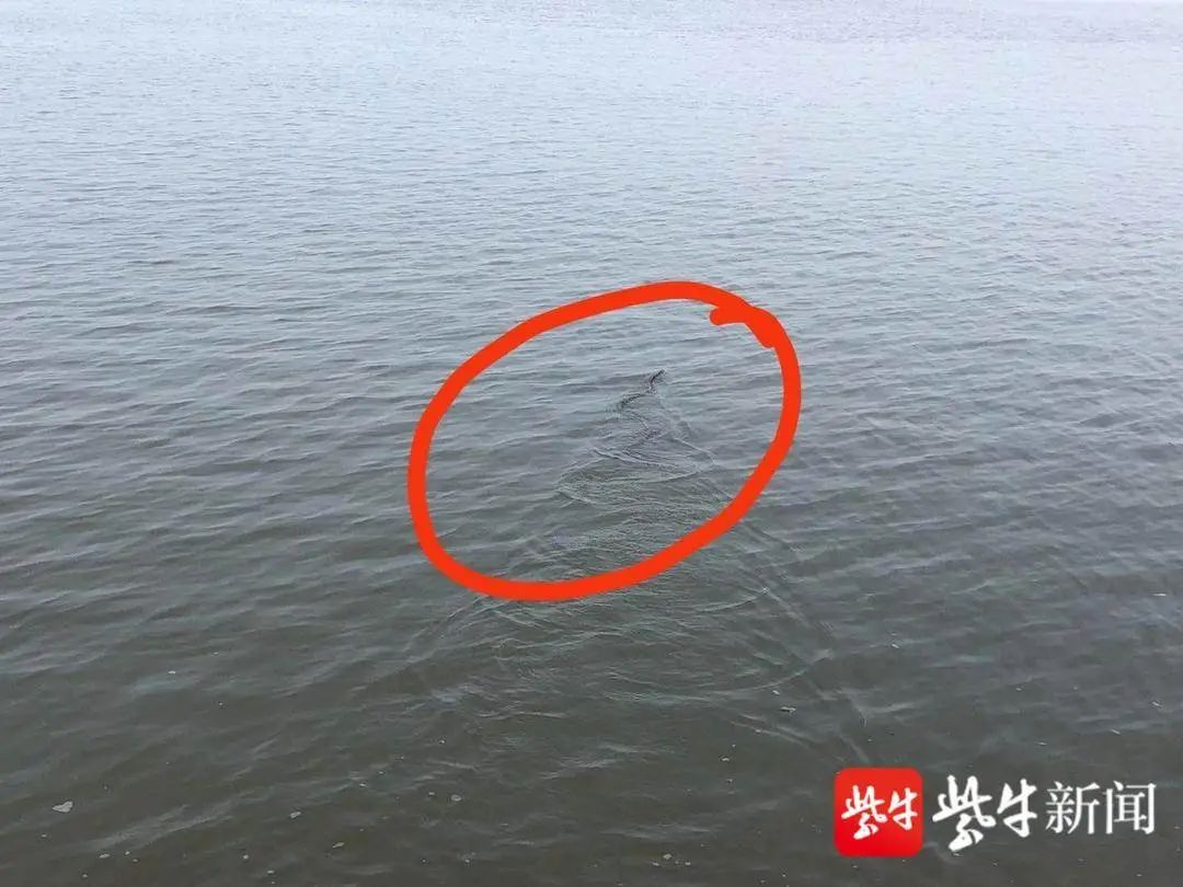 白條錦蛇,