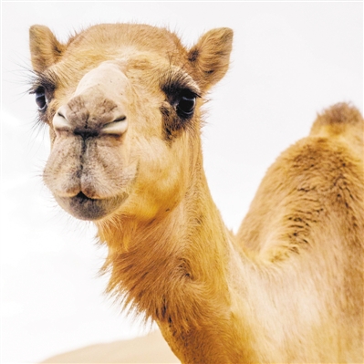 骆驼奶的功效和作用详解，骆驼奶不仅降血糖还更有营养？