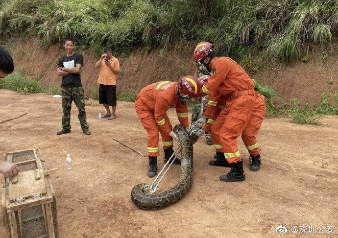 甘肃蟒蛇吃人(谣言粉碎机（六十二）牛奶煮沸后会损失营养、生成有害物质？深圳梅林水库惊现巨蟒？——真相来了)