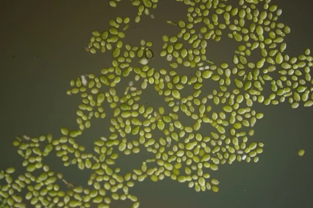 世界上最小的花叫什么花