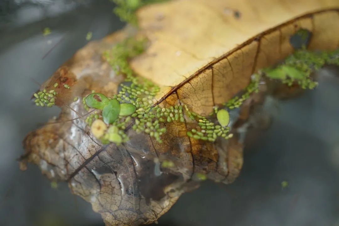 无根萍(wolffia globosa)是天南星科无根萍属的漂浮水生植物,有别名