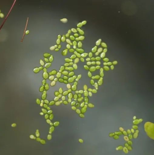 无根萍不常开花,主要依靠无性繁殖,叶状体的先端会产生一个芽体,成熟