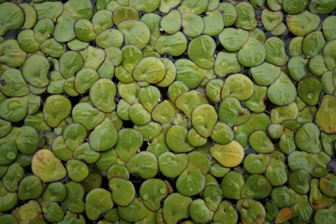 没错,那就是花相比无根萍,紫萍的花就硕大了许多,可以看到一枚黄色的