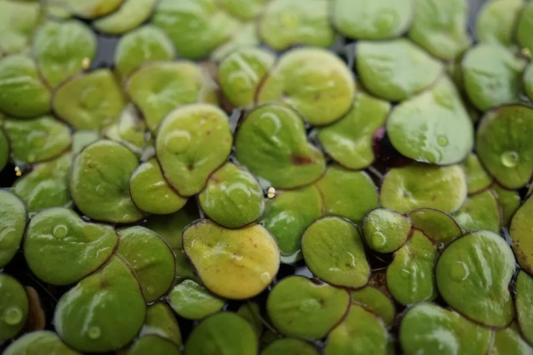 没错,那就是花相比无根萍,紫萍的花就硕大了许多,可以看到一枚黄色的