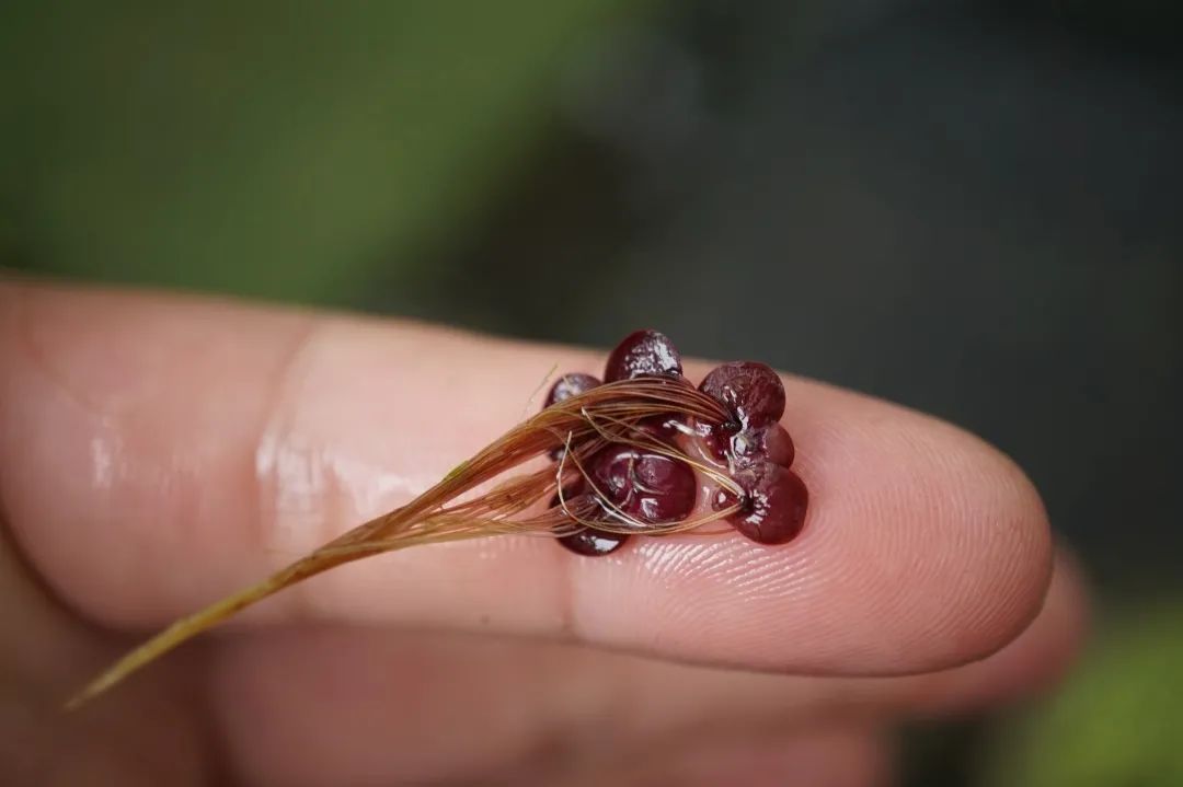 没错,那就是花相比无根萍,紫萍的花就硕大了许多,可以看到一枚黄色的