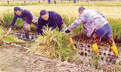 為豐收喝彩，為勞動(dòng)點(diǎn)贊