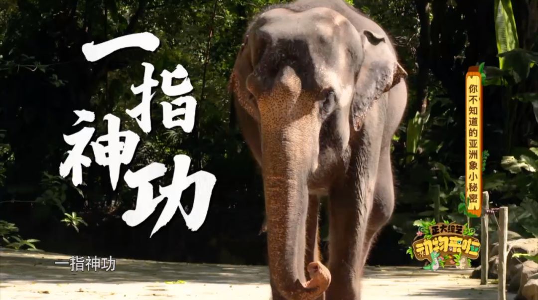 它们"一指神功"的"超能力"反正我是慕了