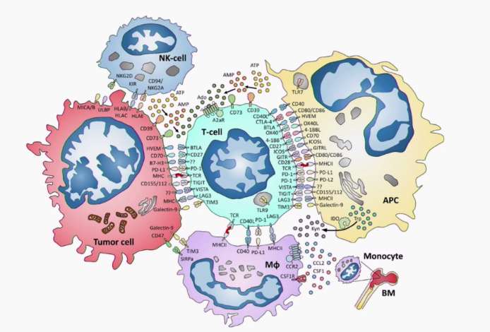 2020 CSCO | 周彩存教授：7个免疫制剂“新面孔”