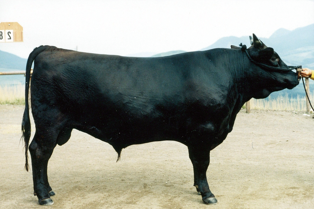 黑毛和种短角和牛的牛排但无论哪种和牛,都比许多农耕国家精壮无比但