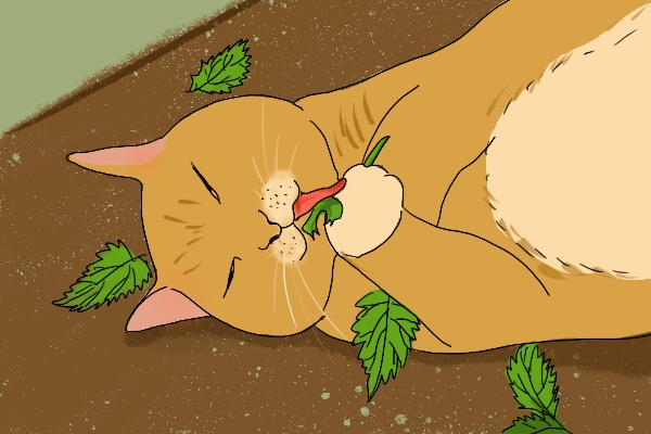 猫薄荷是什么东西（猫薄荷的主要功效介绍）