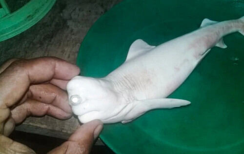 獨眼鯊魚,獨眼鯊魚圖片