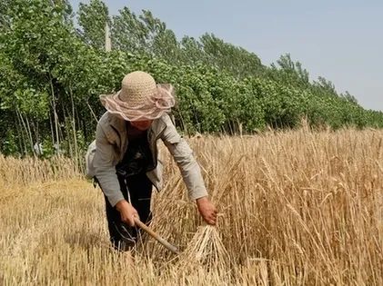 关于节约粮食的诗句有哪些 节约粮食的古诗句子