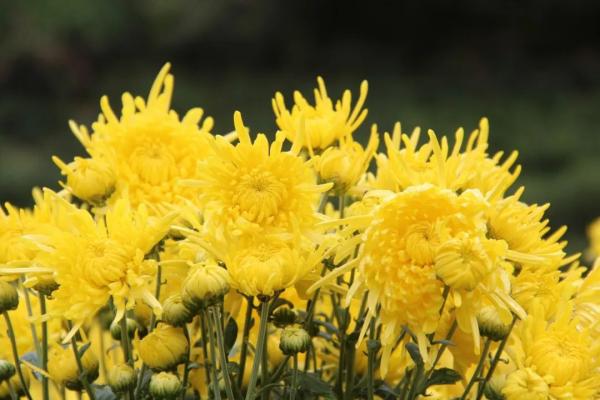 重阳节是什么节日(我们的节日·重阳节｜重阳节习俗知多少)