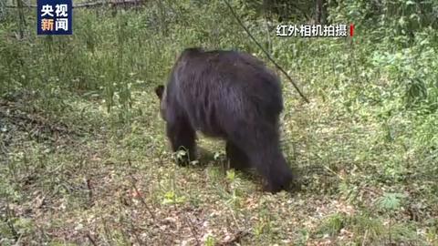 我国首次发现东北虎吃黑熊的珍贵影像，肉还“冒着热气”