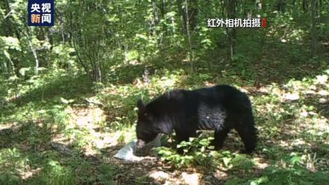 我国首次发现东北虎吃黑熊的珍贵影像，肉还“冒着热气”