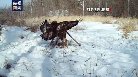 我国首次发现东北虎吃黑熊的珍贵影像，肉还“冒着热气”