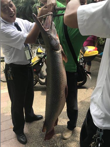 食肉水怪(广州一公园惊现“巨型食肉水怪”！专家：不能吃)