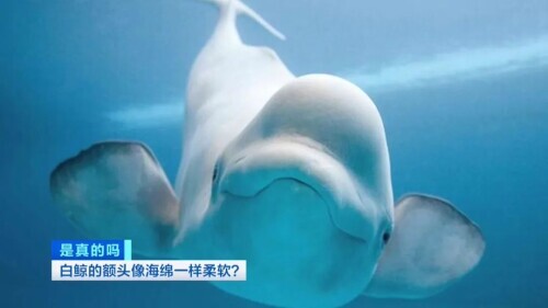 白鲸图片大全可爱图片(白鲸的脑袋海绵般的触感)
