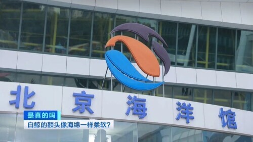 白鲸图片大全可爱图片(白鲸的脑袋海绵般的触感)