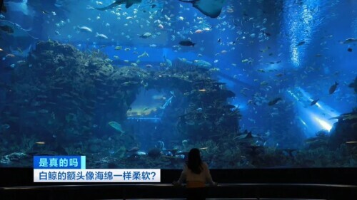 白鲸图片大全可爱图片(白鲸的脑袋海绵般的触感)