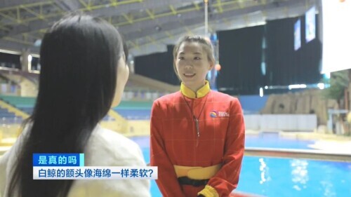 白鲸图片大全可爱图片(白鲸的脑袋海绵般的触感)