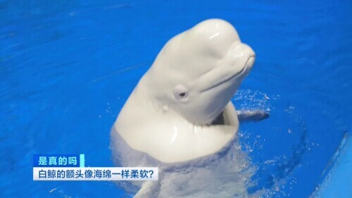 白鲸图片大全可爱图片(白鲸的脑袋海绵般的触感)