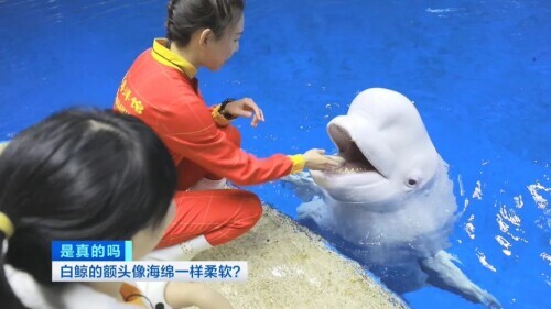 白鲸图片大全可爱图片(白鲸的脑袋海绵般的触感)