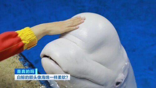 白鲸图片大全可爱图片(白鲸的脑袋海绵般的触感)