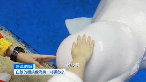 白鲸图片大全可爱图片(白鲸的脑袋海绵般的触感)