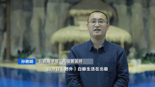 白鲸图片大全可爱图片(白鲸的脑袋海绵般的触感)