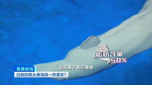 白鲸图片大全可爱图片(白鲸的脑袋海绵般的触感)