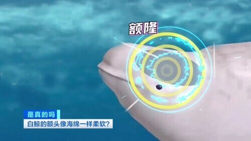 白鲸图片大全可爱图片(白鲸的脑袋海绵般的触感)