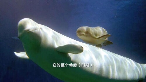 白鲸图片大全可爱图片(白鲸的脑袋海绵般的触感)
