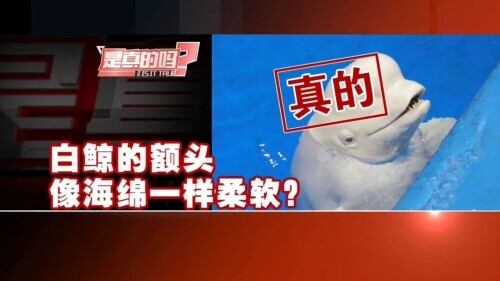 白鲸图片大全可爱图片(白鲸的脑袋海绵般的触感)