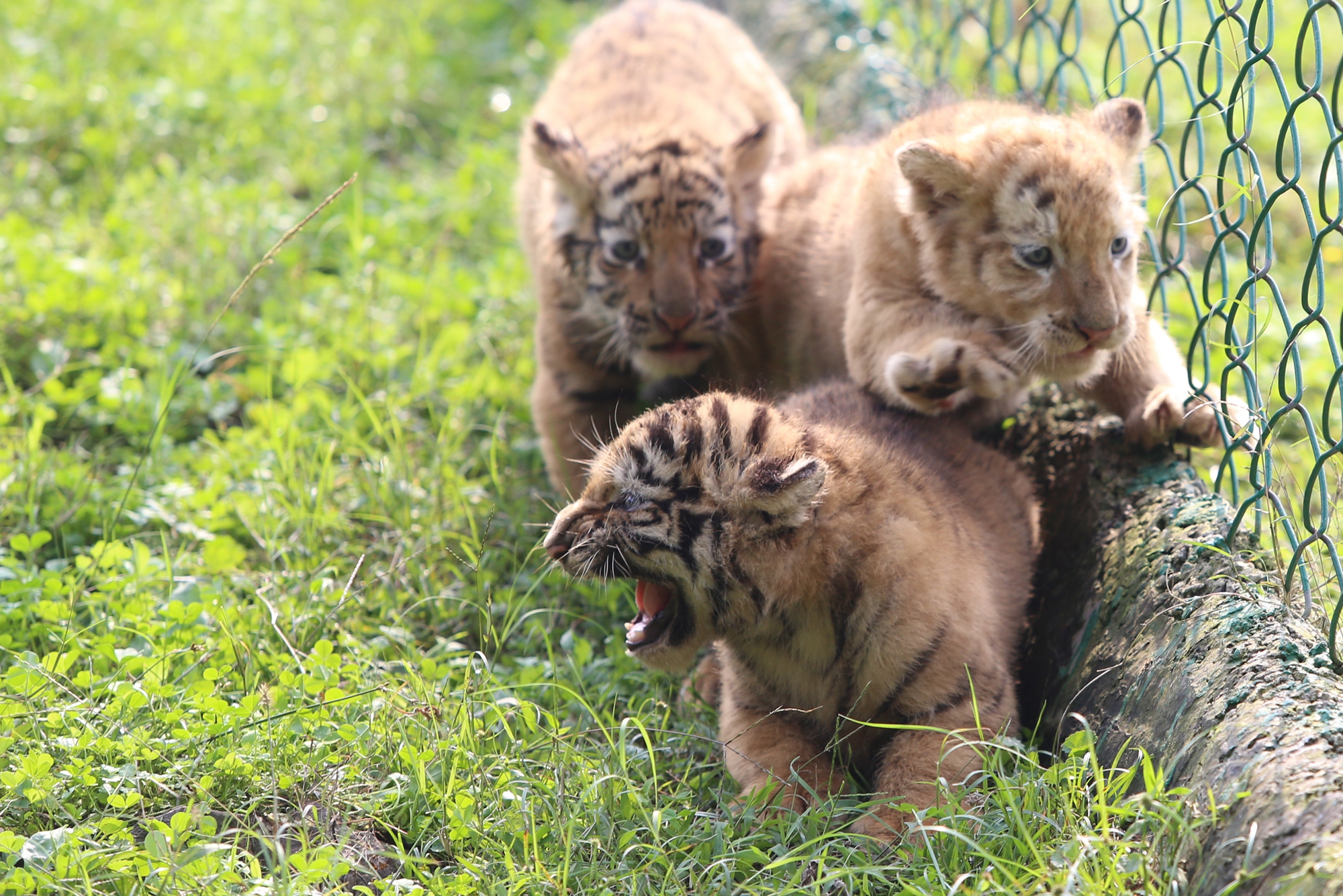 重庆四胞胎虎宝宝首次亮相