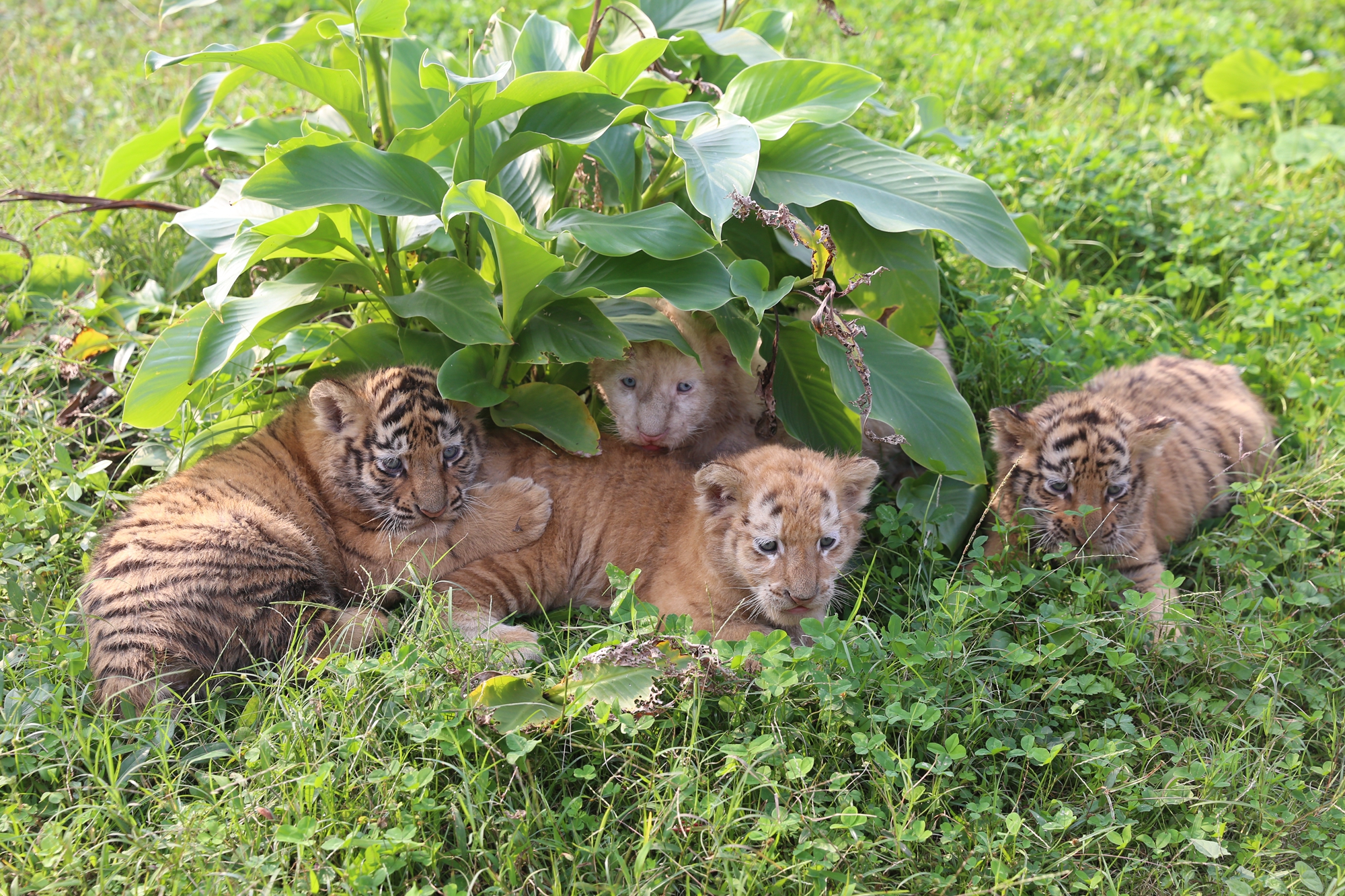 重庆四胞胎虎宝宝首次亮相