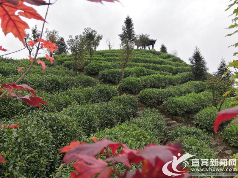 贴费、贴息、奖补资金76万元 屏山县财政扶贫出新成效